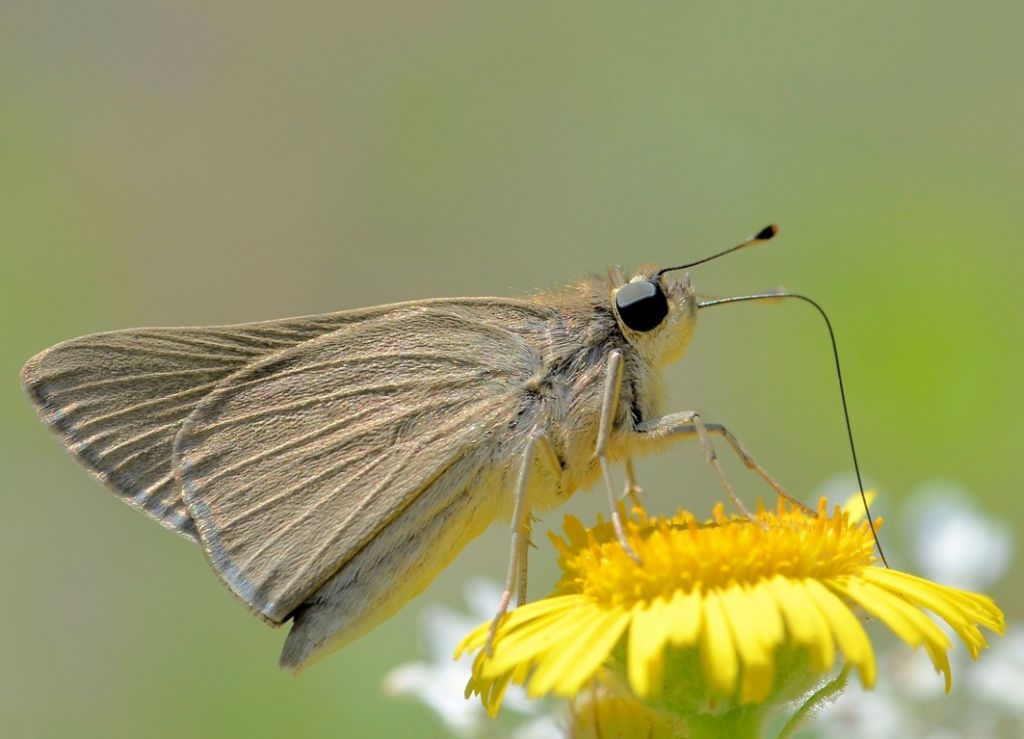Determinazione - Gegenes sp.