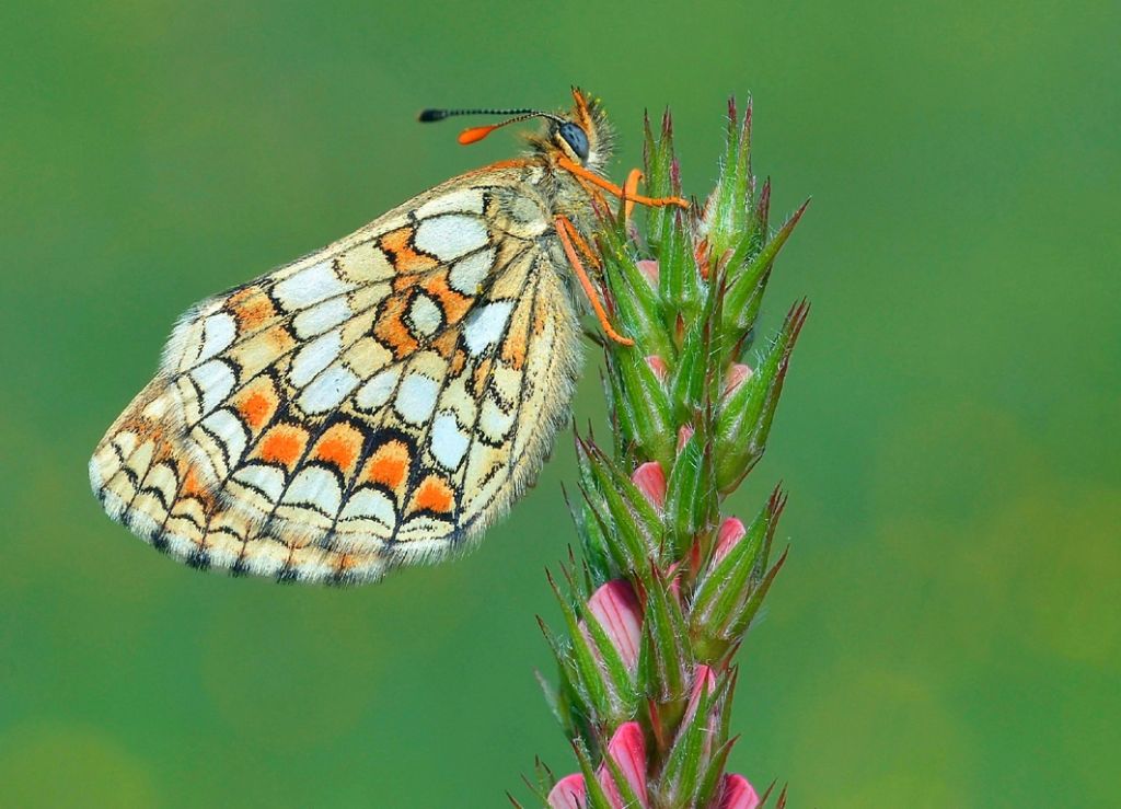 Potrebbe trattarsi di Melitaea athalia?