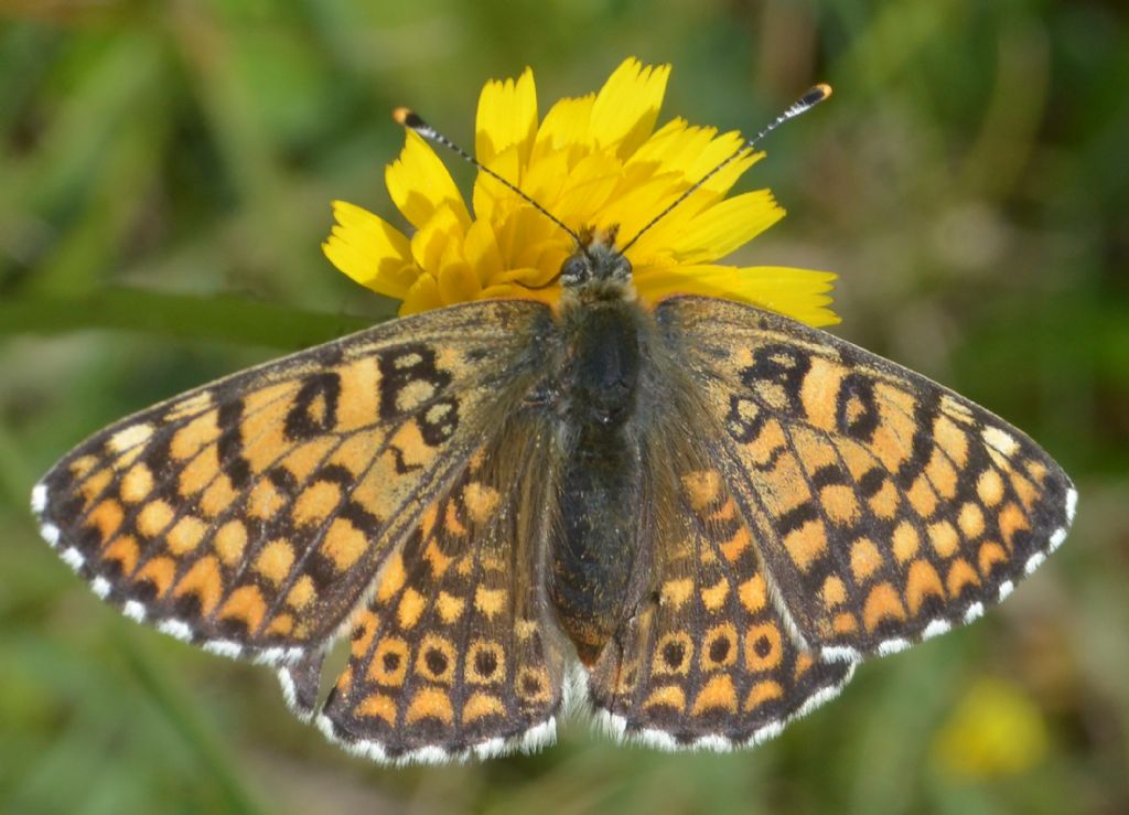 Potrebbe trattarsi di Melitaea athalia?