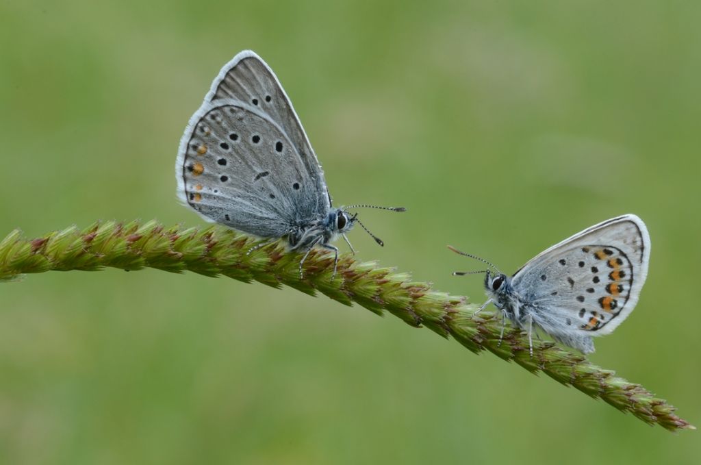 Polyommatus amandus e Plebejus cfr. argus