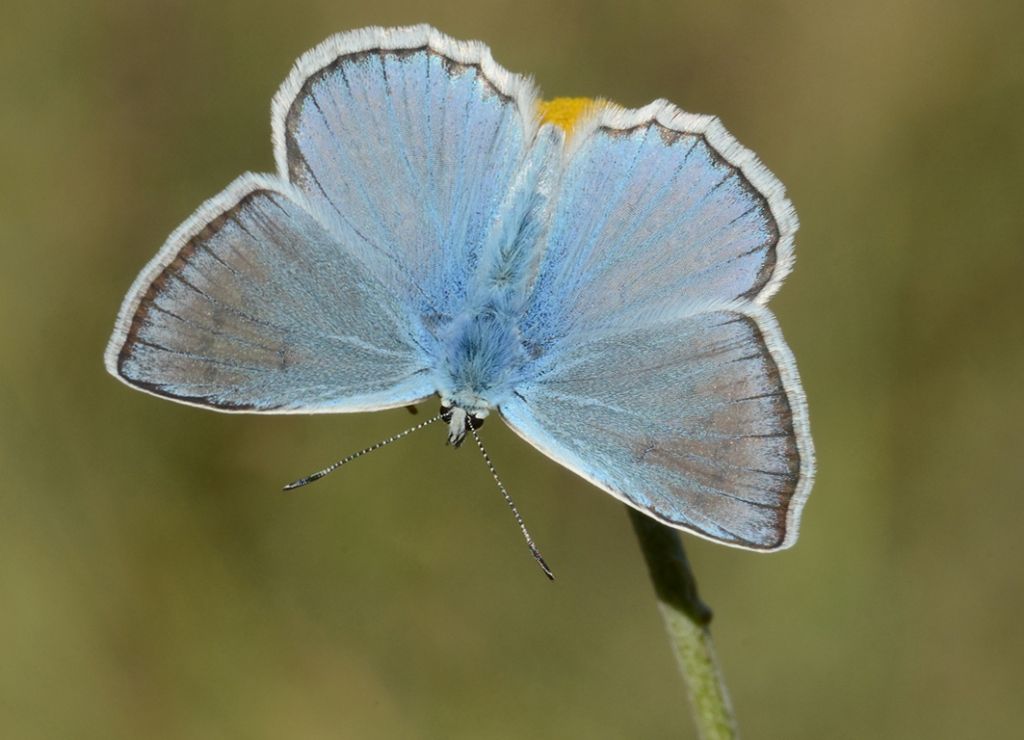 P. daphnis