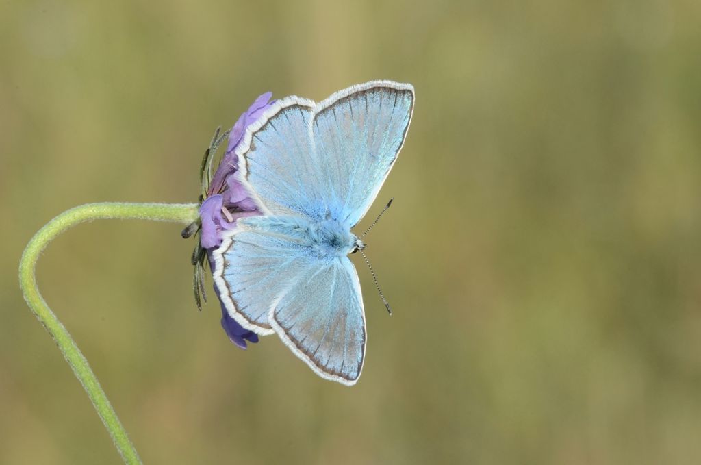 P. daphnis