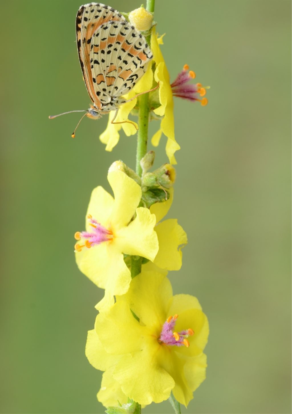 Verbascum sp.