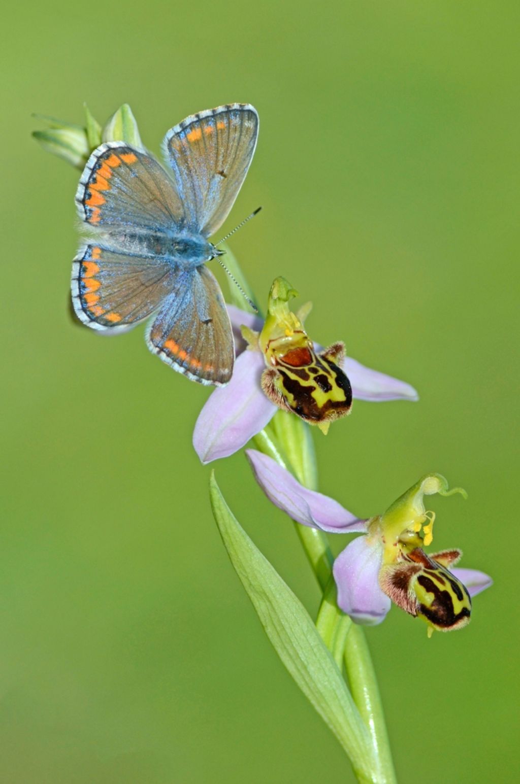 Farfalle e orchidee