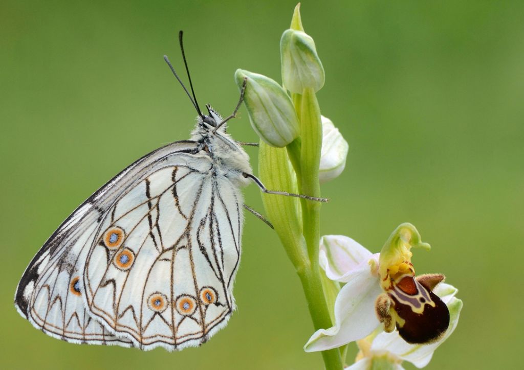 Farfalle e orchidee