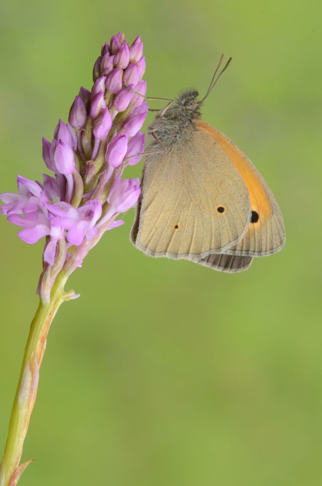 Farfalle e orchidee