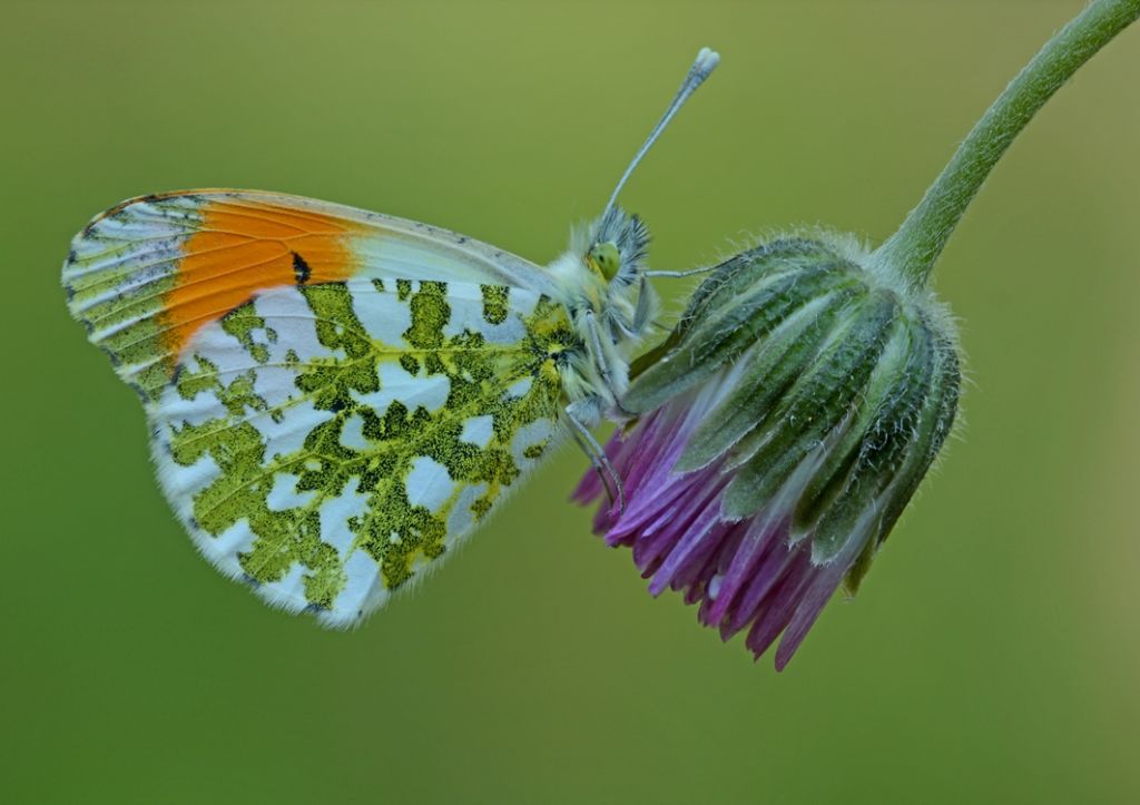 Anthocaris cardamines