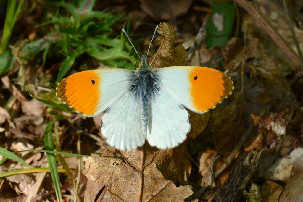 Anthocaris cardamines