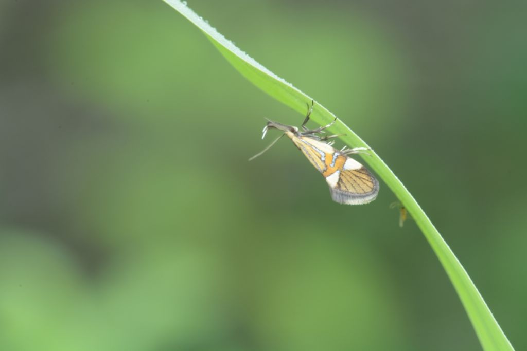 Da identificare - Alabonia geoffrella