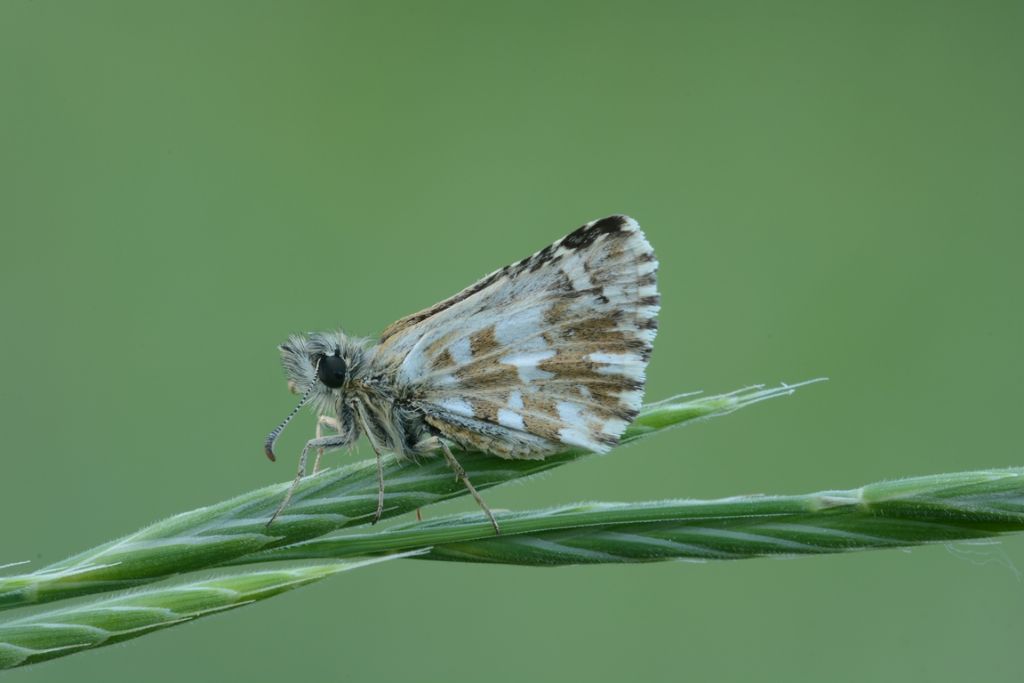 Hesperidae da identificare - Pyrgus malvoides