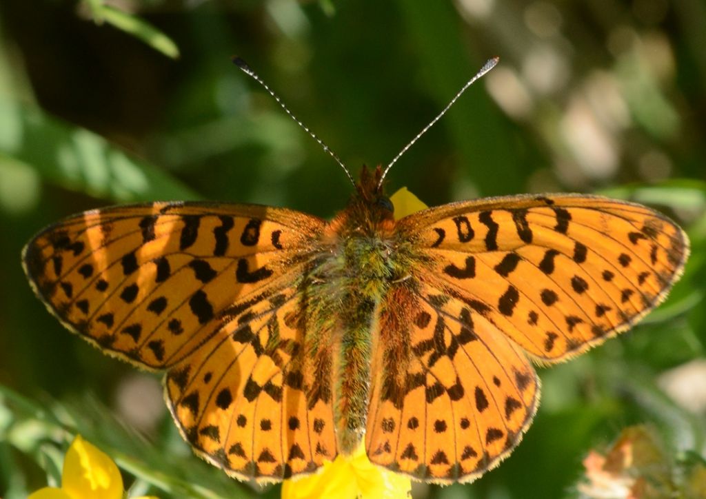 Identificazione farfalla - Boloria (Clossiana) euphrosyne