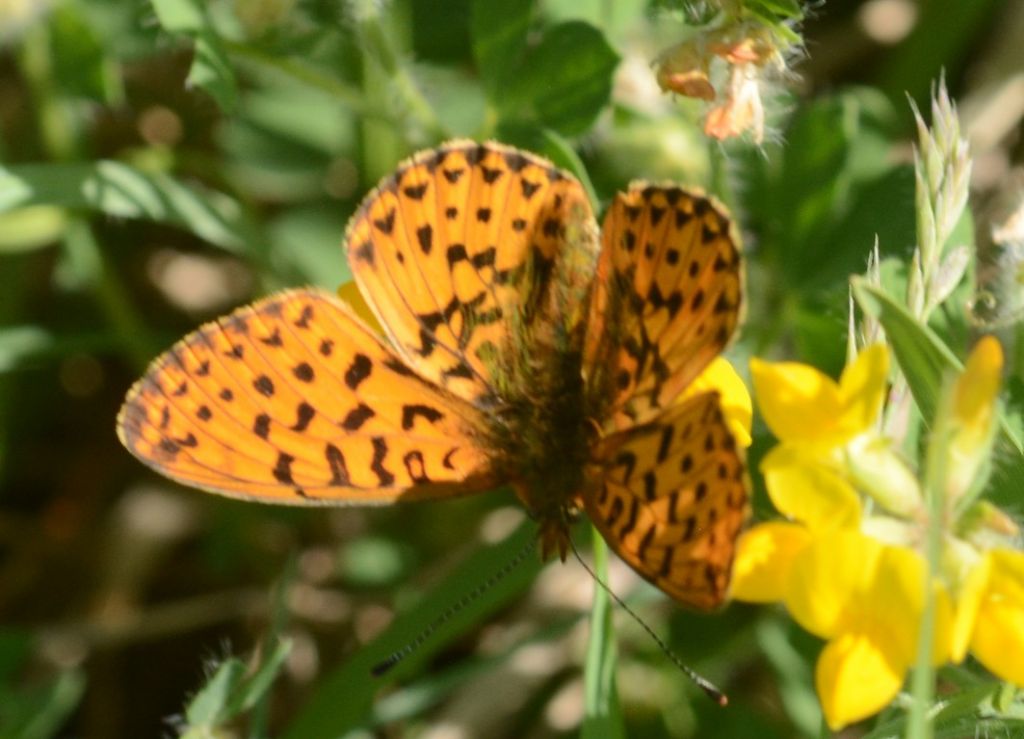 Identificazione farfalla - Boloria (Clossiana) euphrosyne
