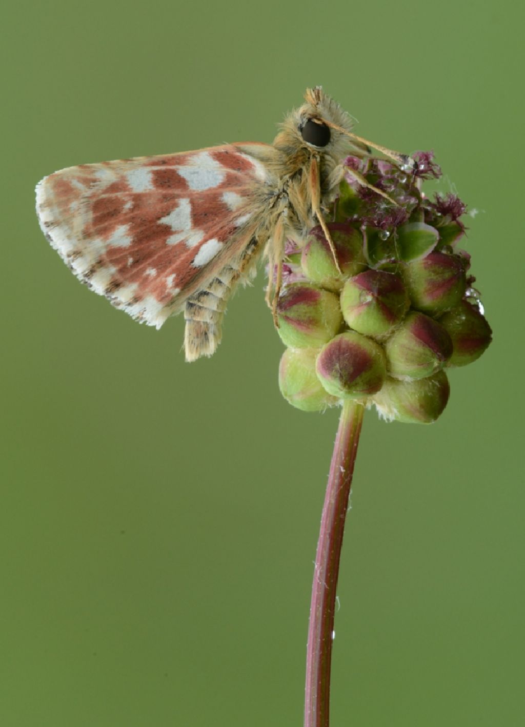 Spialia sertorius