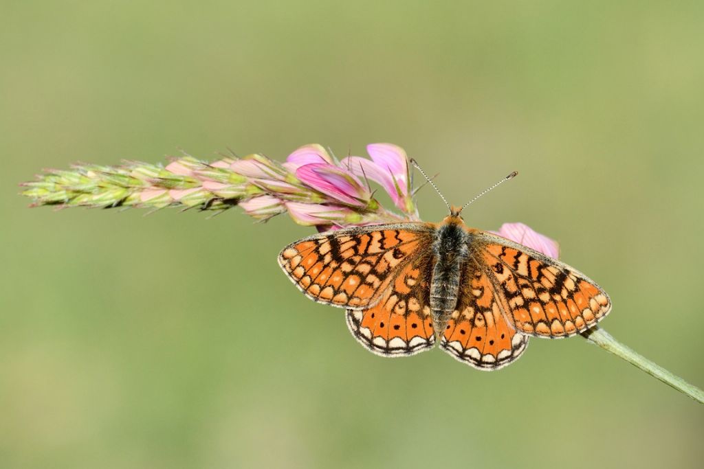 Euphydryas aurinia