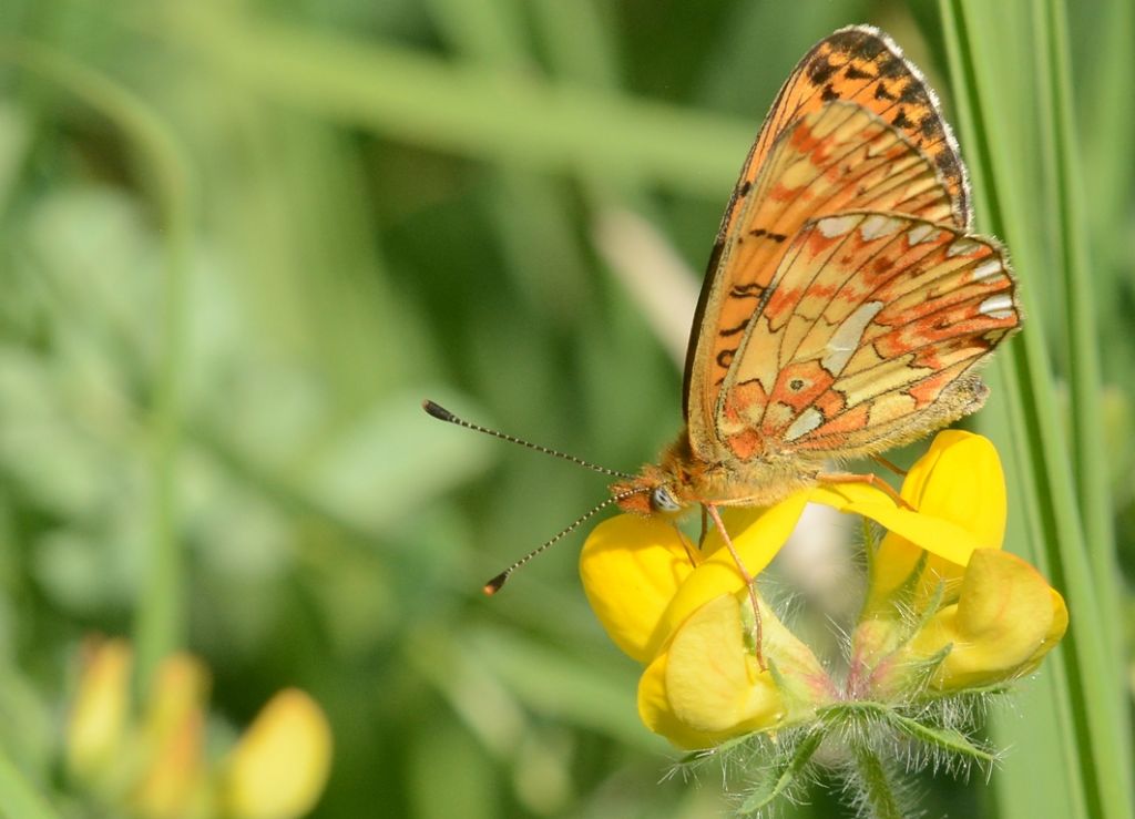 Euphydryas aurinia