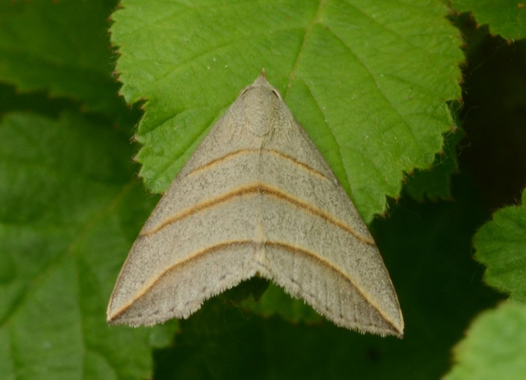 Piccolina da identificare - Colobochyla salicalis