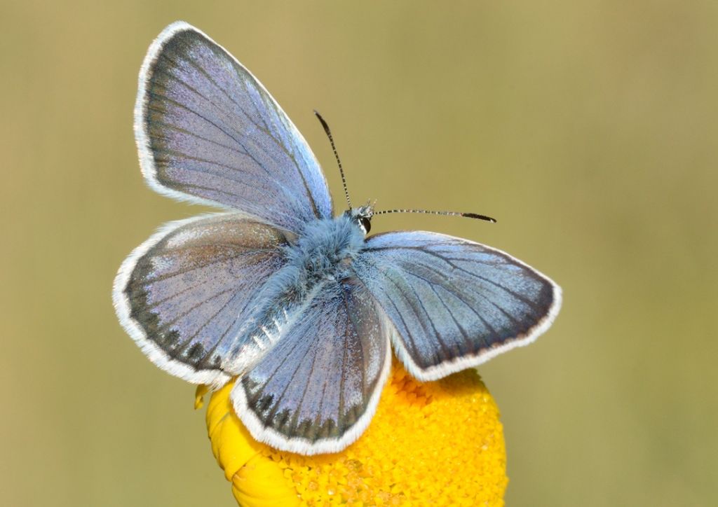 Licenide da determinare - Polyommatus (Polyommatus) eros