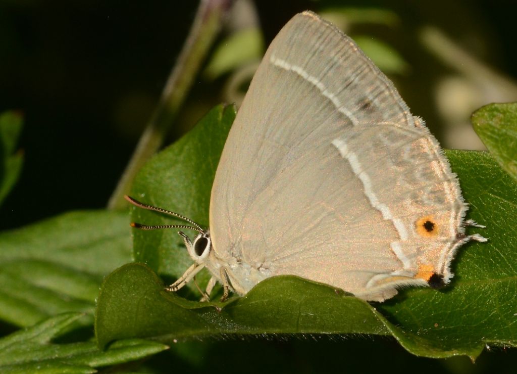 Quale Satyrium, per cortesia? Favonius quercus