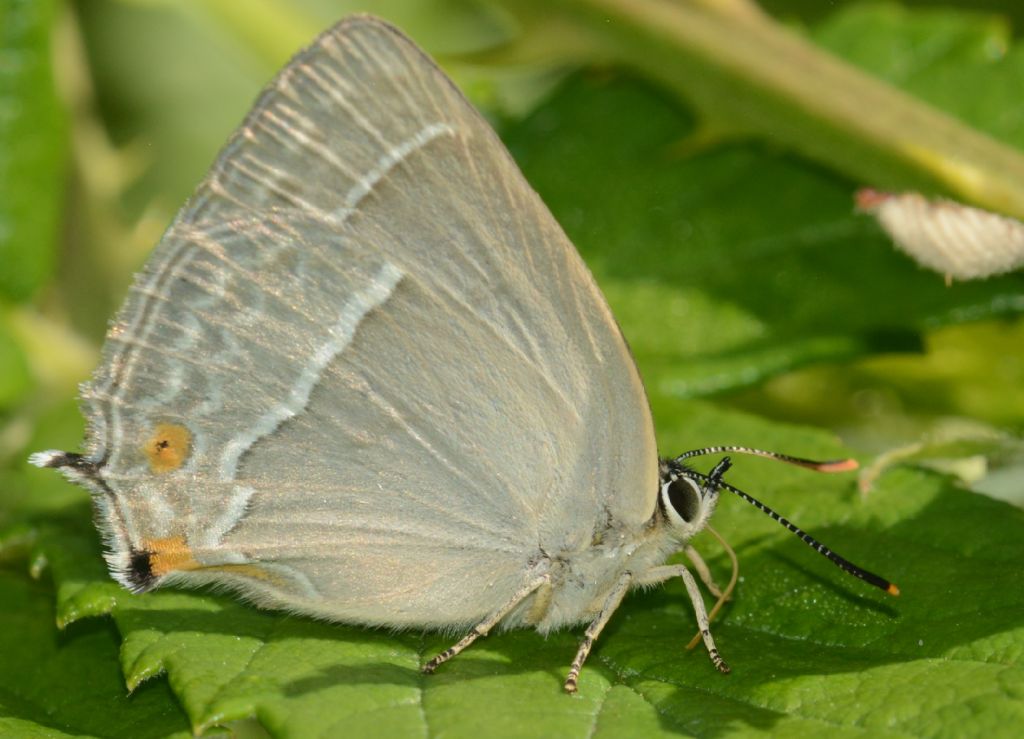 Quale Satyrium, per cortesia? Favonius quercus