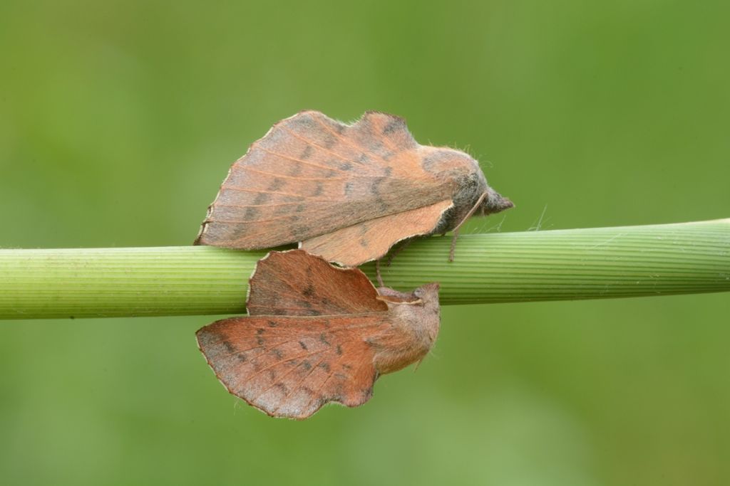 Aiuto per determinazione - Phyllodesma (Phyllodesma) tremulifolia