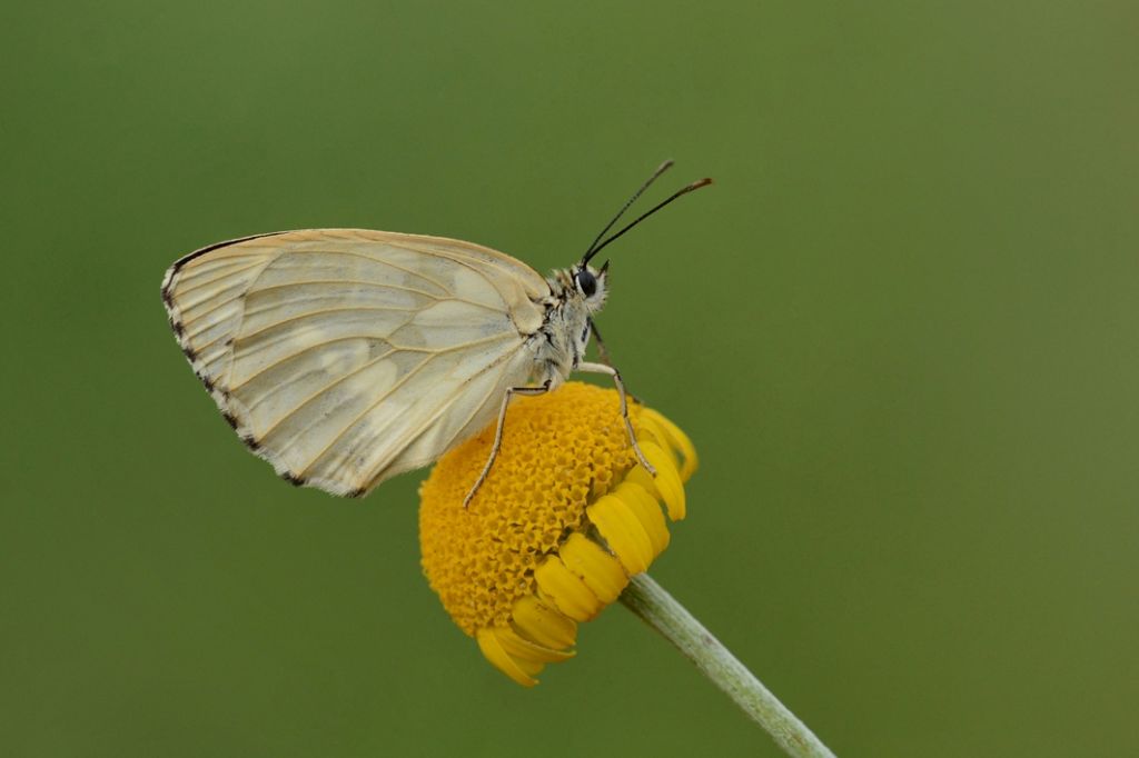 Melanargia galatea: variet? M. galathea f. leucomelas - Nymphalidae Satyrinae