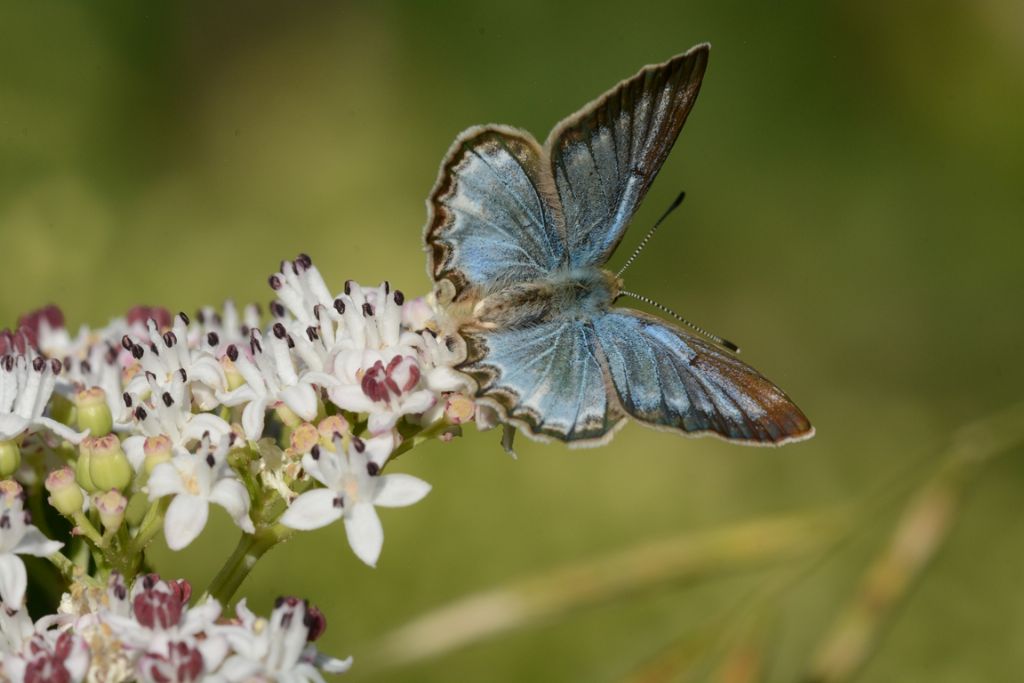 Identificazione licenide