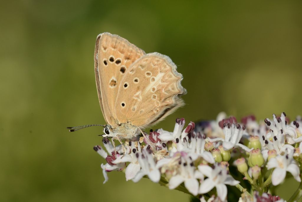 Identificazione licenide