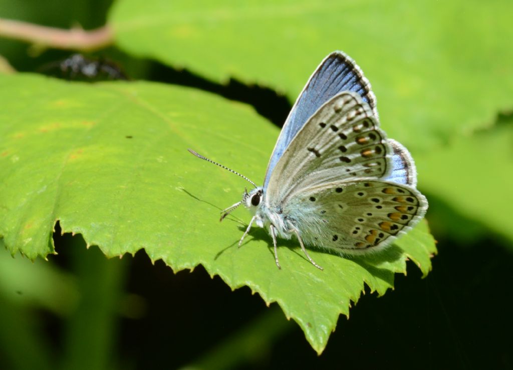 Identificazione licenide - Polyommatus (Polyommatus) escheri