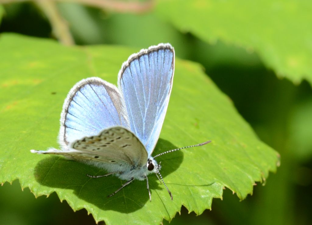 Identificazione licenide - Polyommatus (Polyommatus) escheri