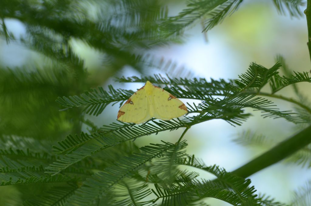 Identificazione - Opisthograptis luteolata, Geometridae