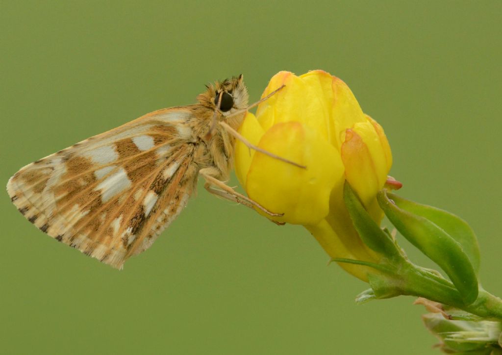 Identificazione esperide: Pyrgus armoricanus