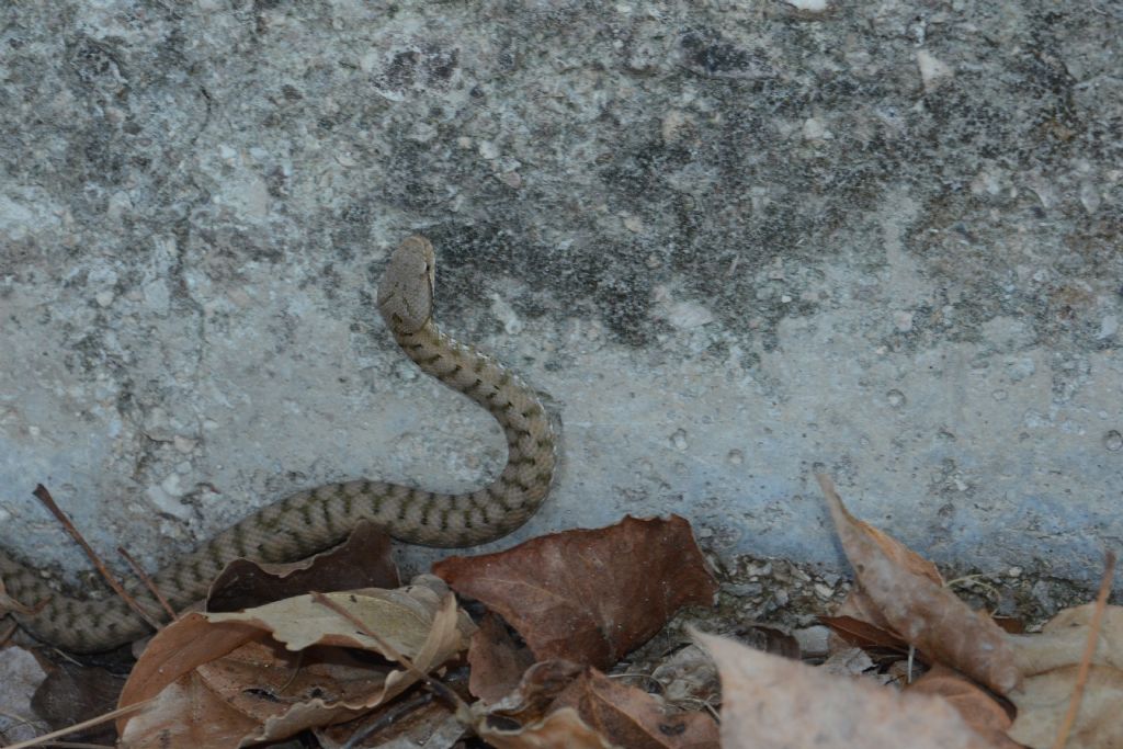 Vipera aspis, giovane