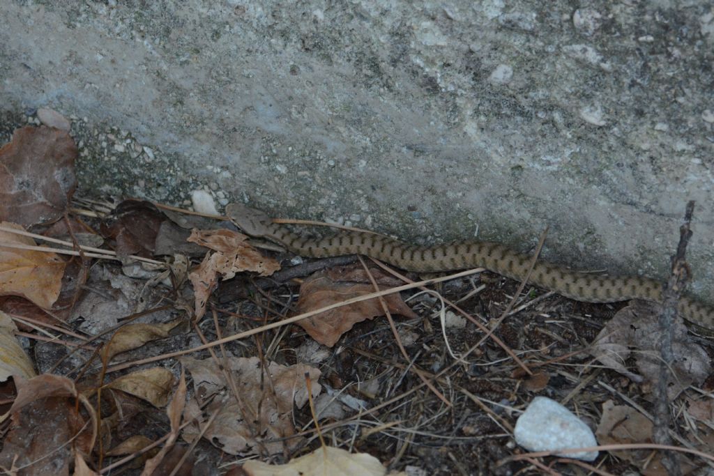 Vipera aspis, giovane