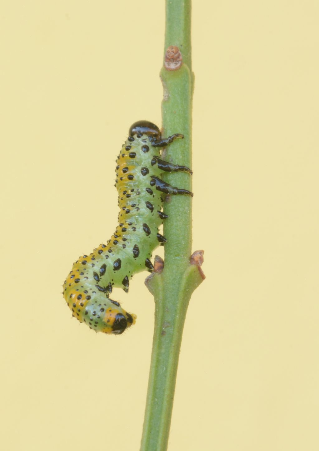 Larva di Arge pagana (Argidae)