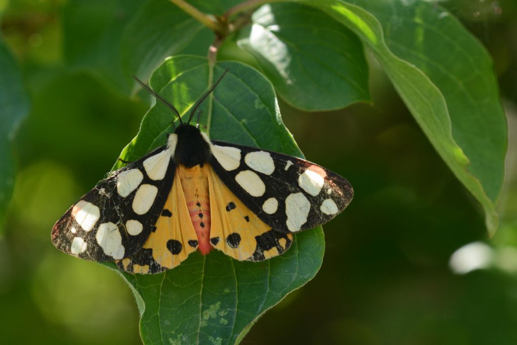 Identificazione: Arctia villica - Erebidae Arctiinae