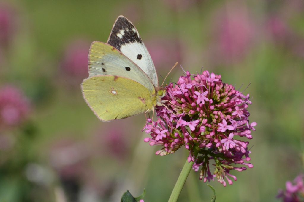 Identificazione farfalla