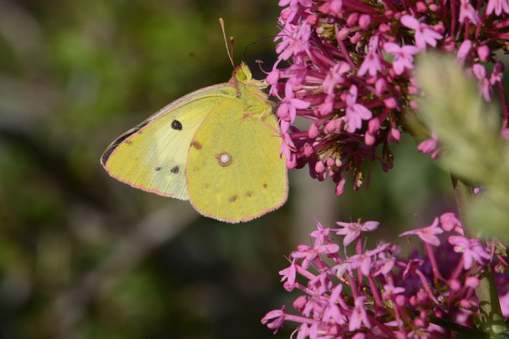 Identificazione farfalla