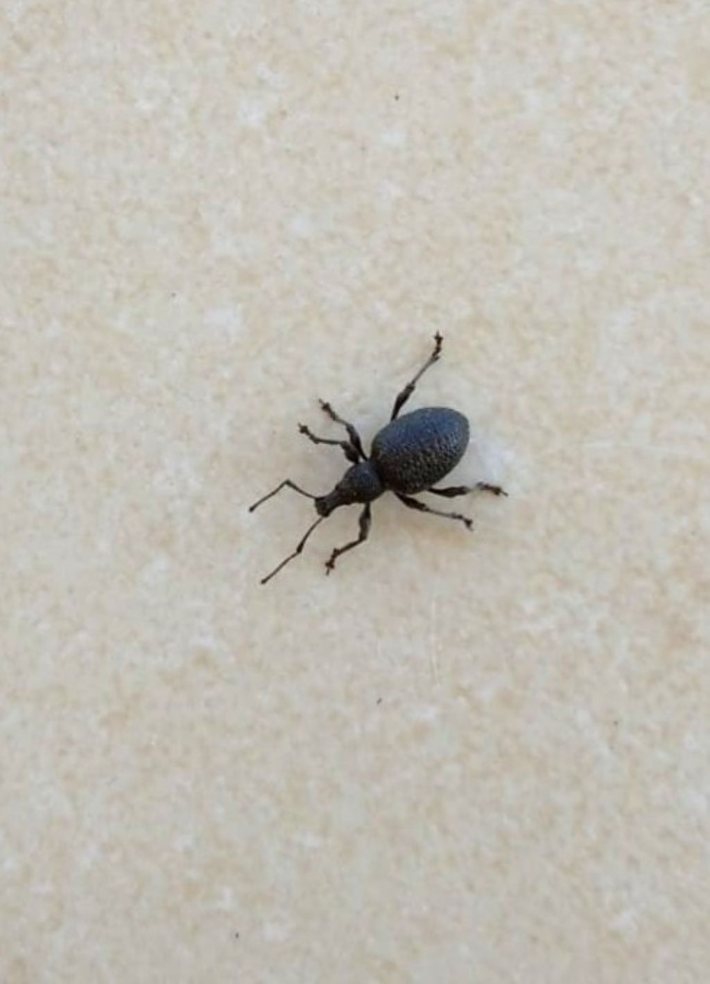Curculionidae: Otiorhynchus (Nehrodistus) armatus