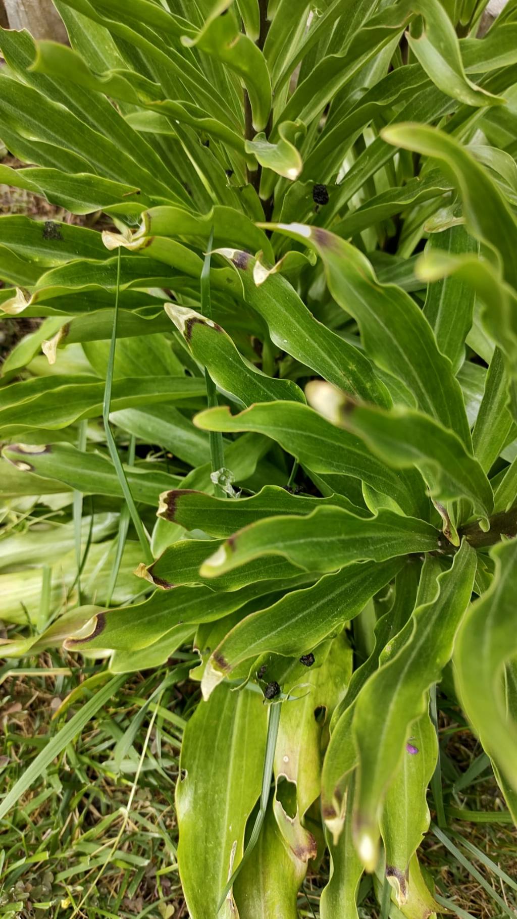 Lilium candidum parassitato da... Larve di Lilioceris lilii (Chrysomelidae)