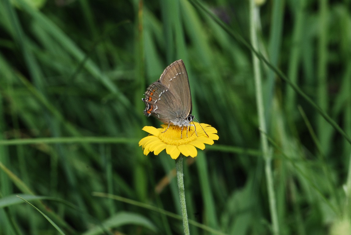 E'' il Satyrium acaciae?
