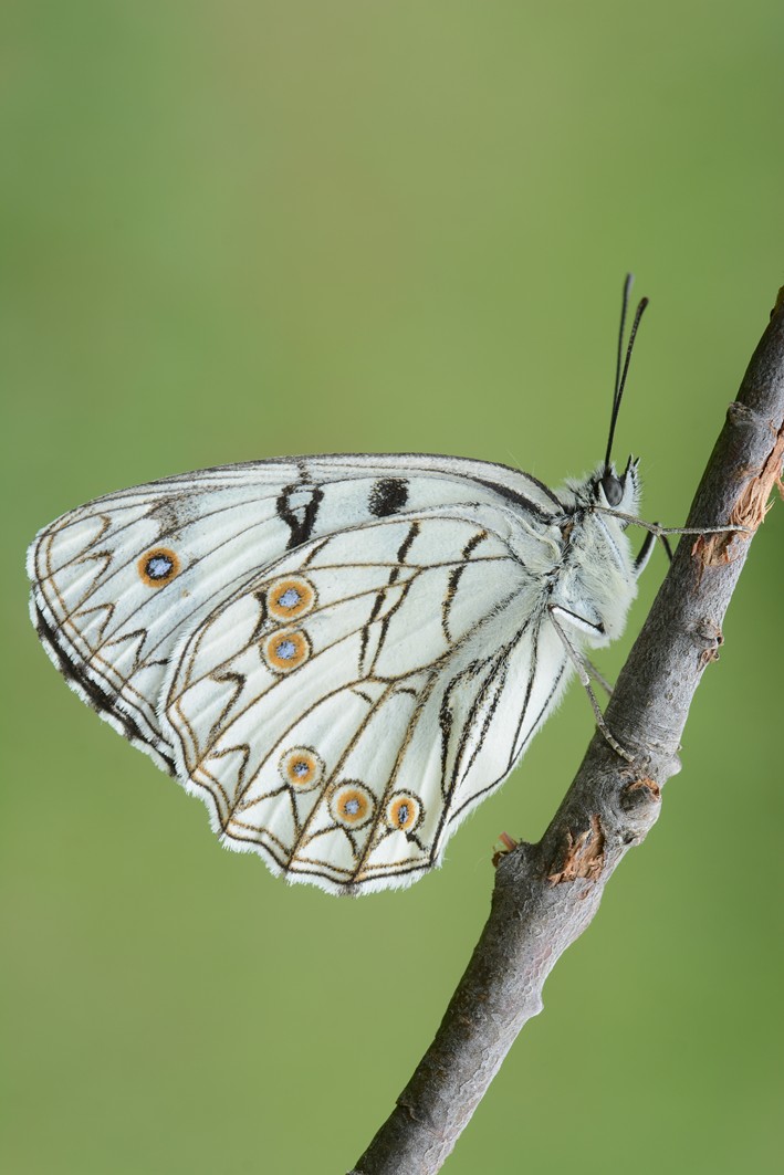 Melanargia arge