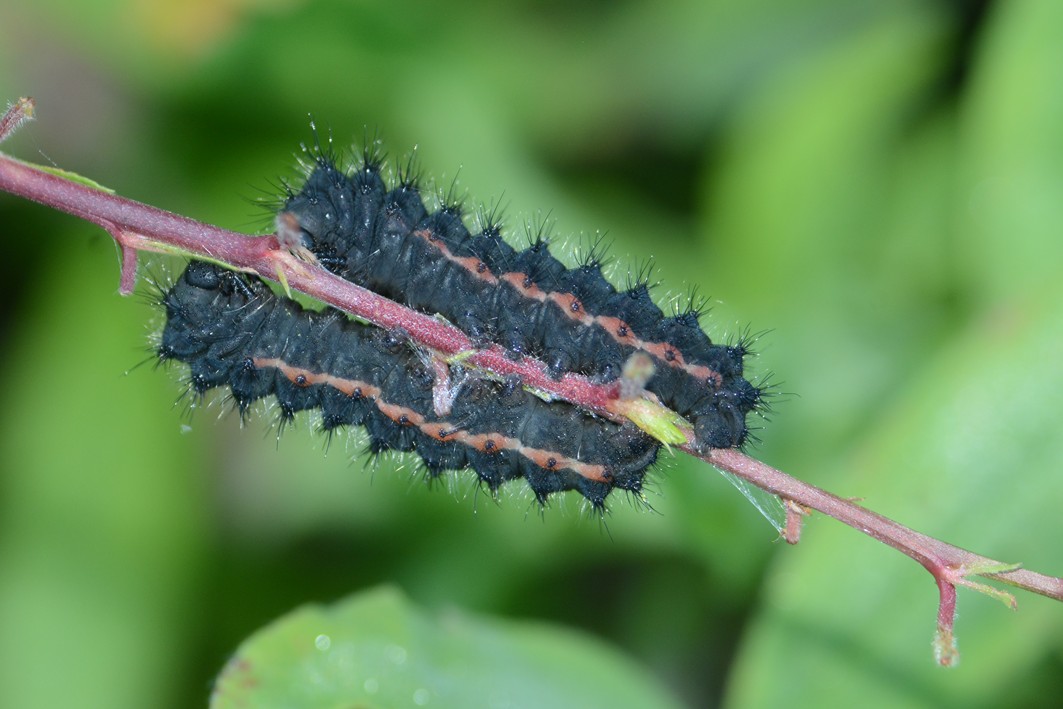 Larva di Saturnia pavoniella