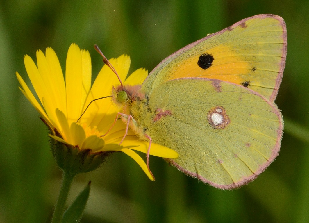 Colias crocea, Pieridae