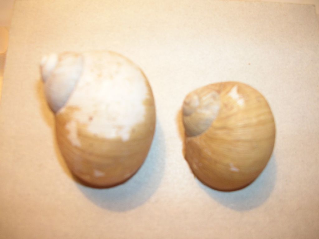 Erctella insolida (Monterosato 1892)