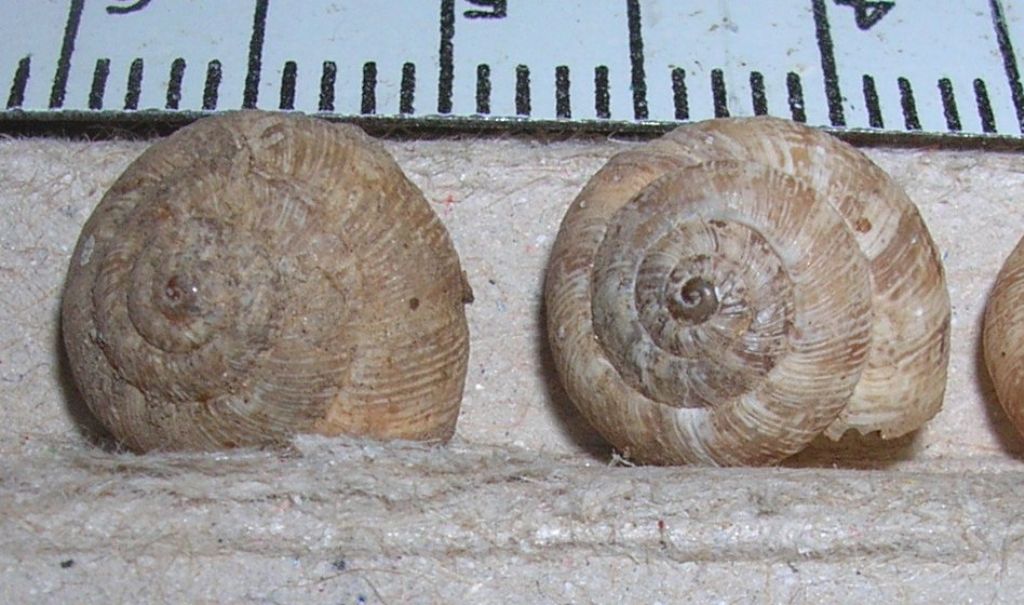 Trochoidea?