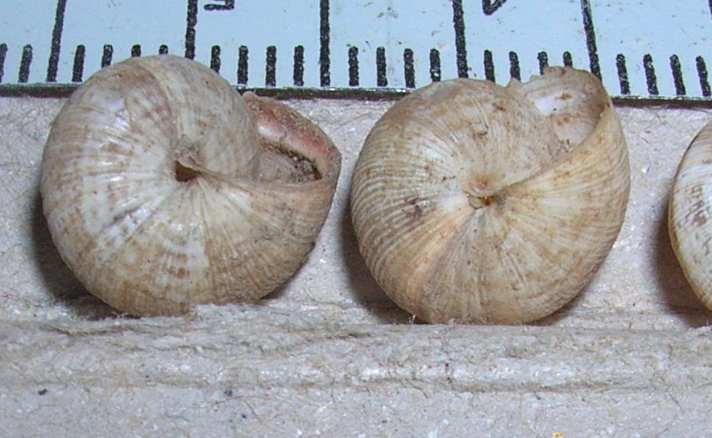 Trochoidea?