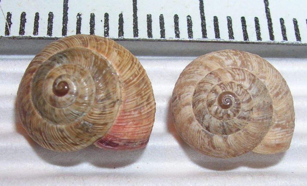 Trochoidea?