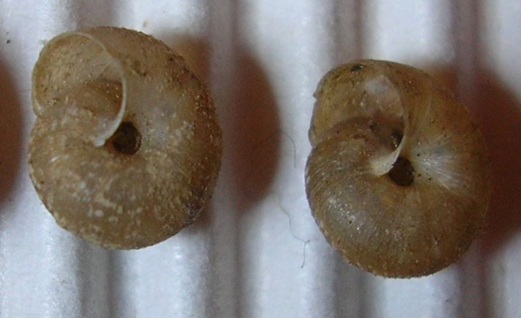 Xerotricha?