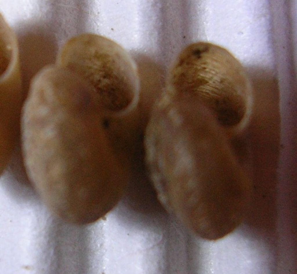 Xerotricha?