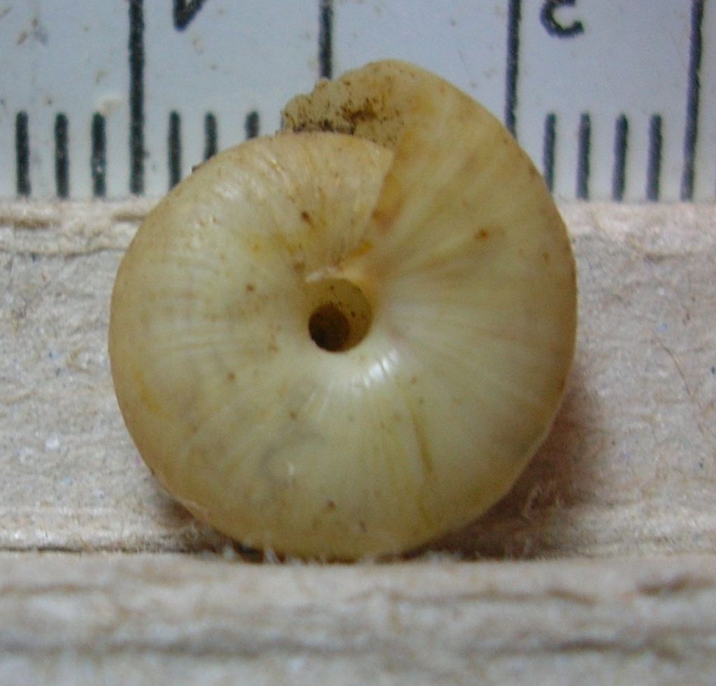 Oxychilus?